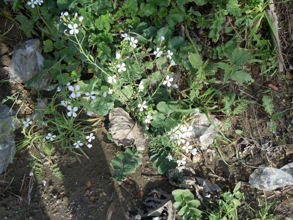 Raphanus raphanistrum subsp. raphanistrum/ Ravanello selvatico